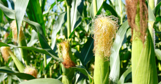 A close view of cornstalks
