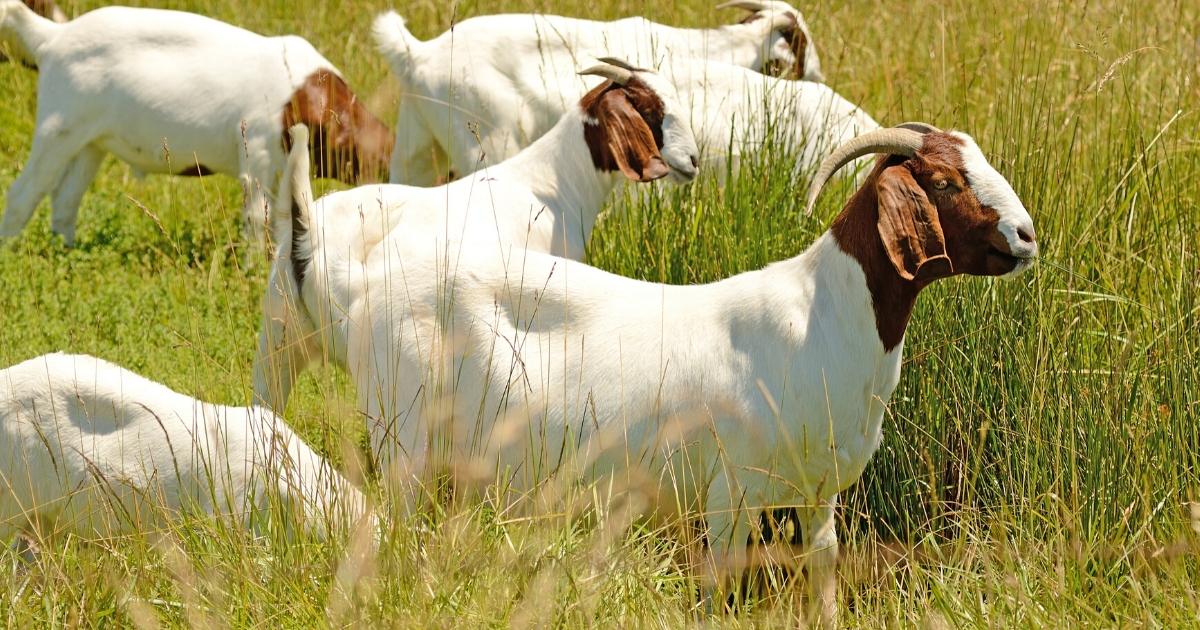 Developing skills to better manage small ruminants (2019)