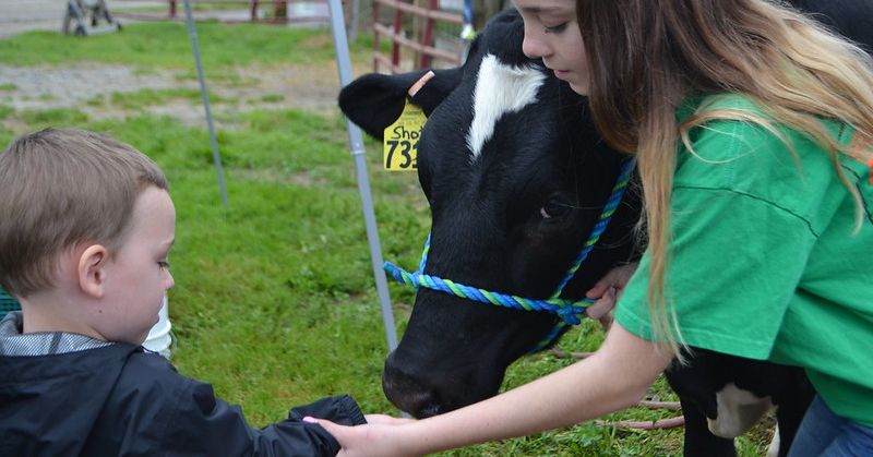 A 4-H member helps a young child pet a cow.