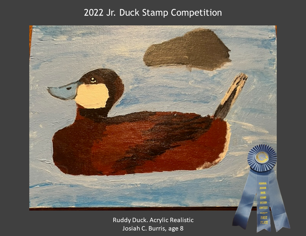 2022 Jr. Duck Stamp Contest, Delaware 4-H. FIRST PLACE. Ruddy Duck. Acrylic . Realistic Josiah C. Burris, age 8