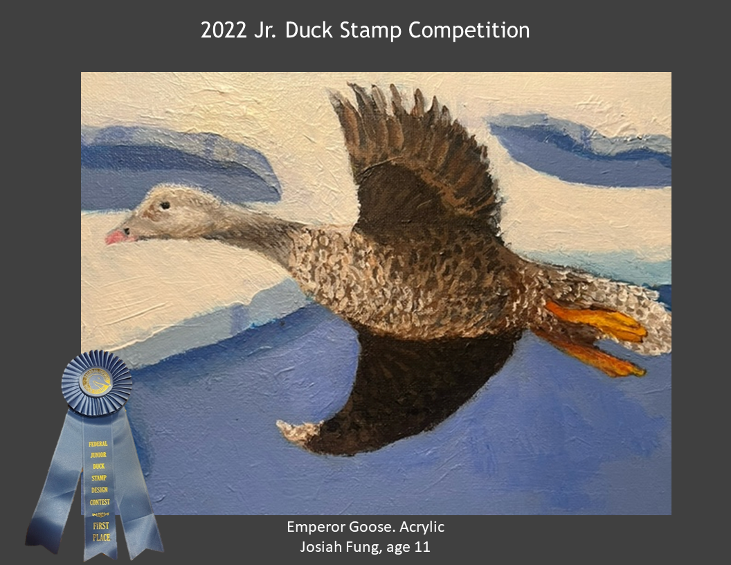 2022 Jr. Duck Stamp Contest, Delaware 4-H. FIRST PLACE. Emperor Goose. Acrylic. Josiah Fung, age 11