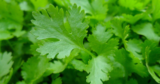 A close up view of a parsley plant