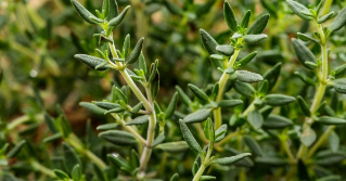 A close view of a thyme plant