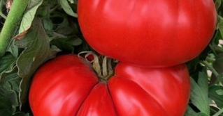 A close view of beefsteak tomatoes