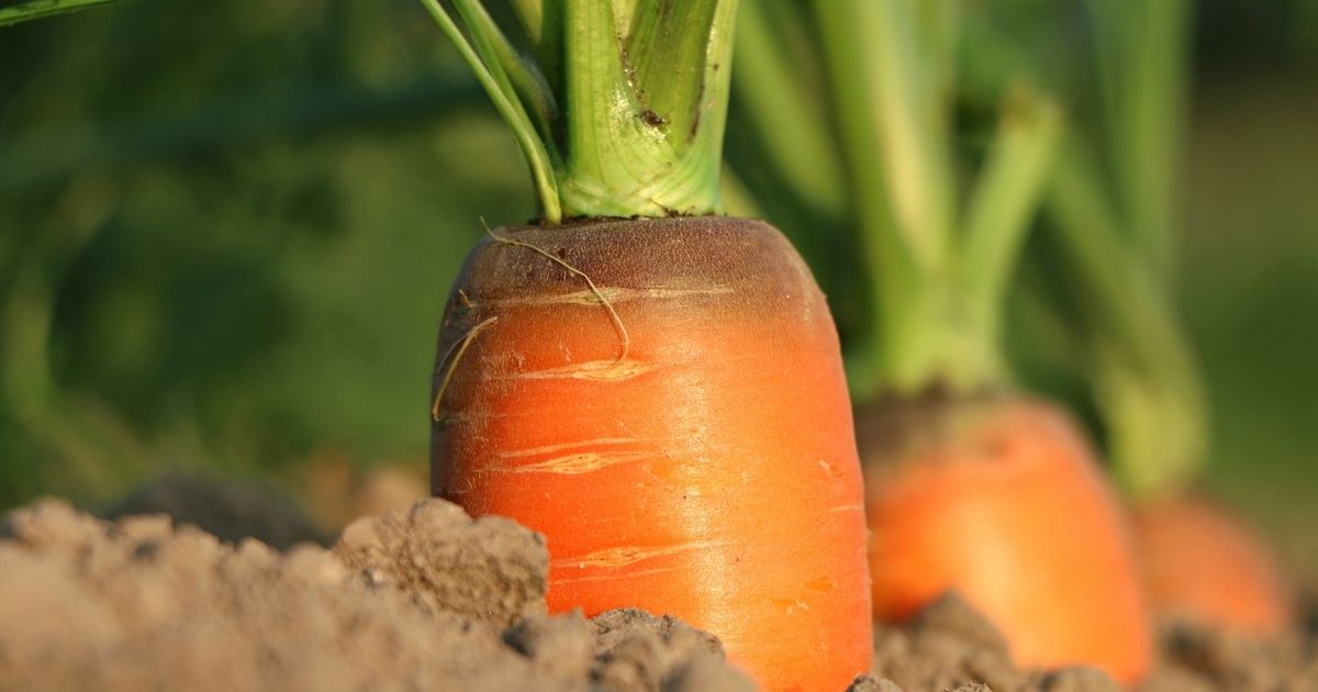 A harvest of carrots in spring