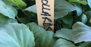 A close up of Collard Greens