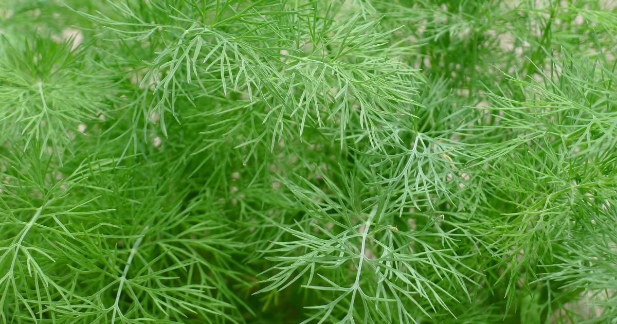 A large area of dill in a garden