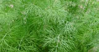 A large area of dill in a garden