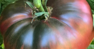 A close view the top of an heirloom tomato