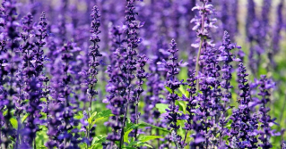 A large area of lavender