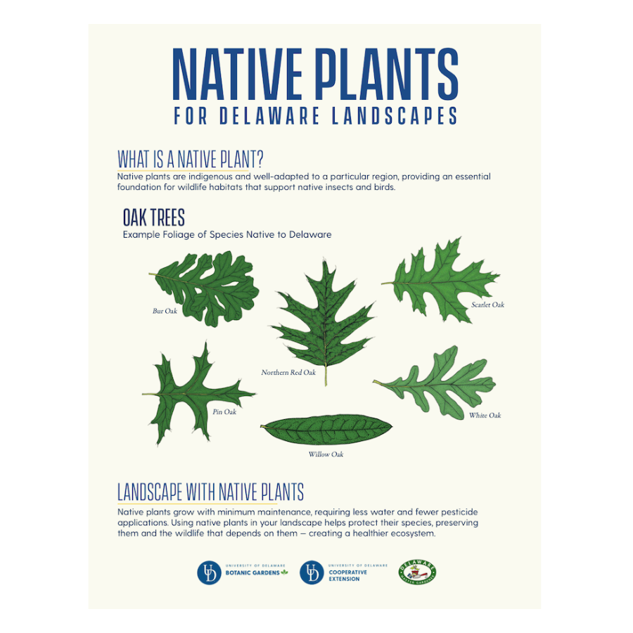 Flowering Trees Native To Delaware Best Flower Site