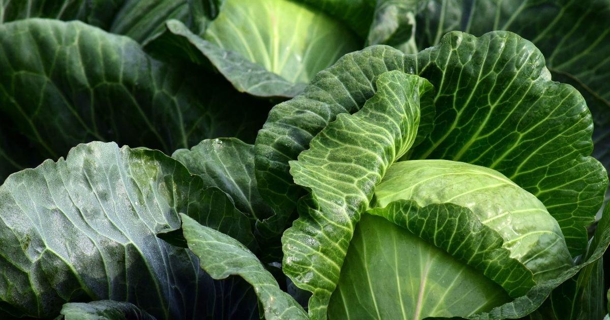 A closeup of a head of cabbage