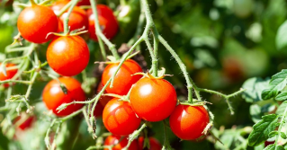 A close view of cherry tomatoes