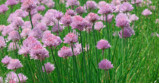 Chives groing in a garden
