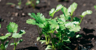 Cilantro growing from a garden