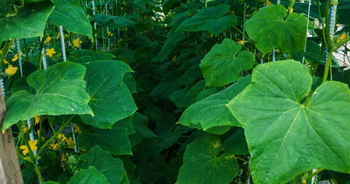 Cucumber leaves in a garden