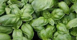 The top of basil plants