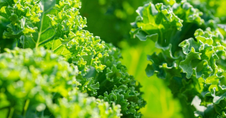 Green kale growing in the garden