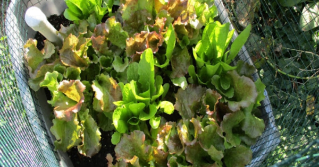 A bunch of lettuce in a planter