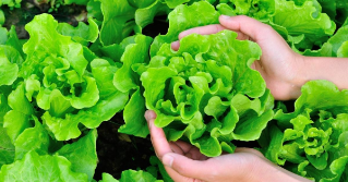 Lettuce in a garden with someone holding one head