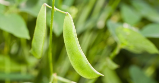 A lima been growing in a garden