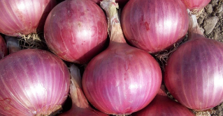 A bunch of red onions