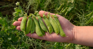 Peas being help in someone's hand
