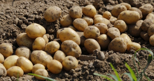 A lareg group of potatoes laying above the dirt