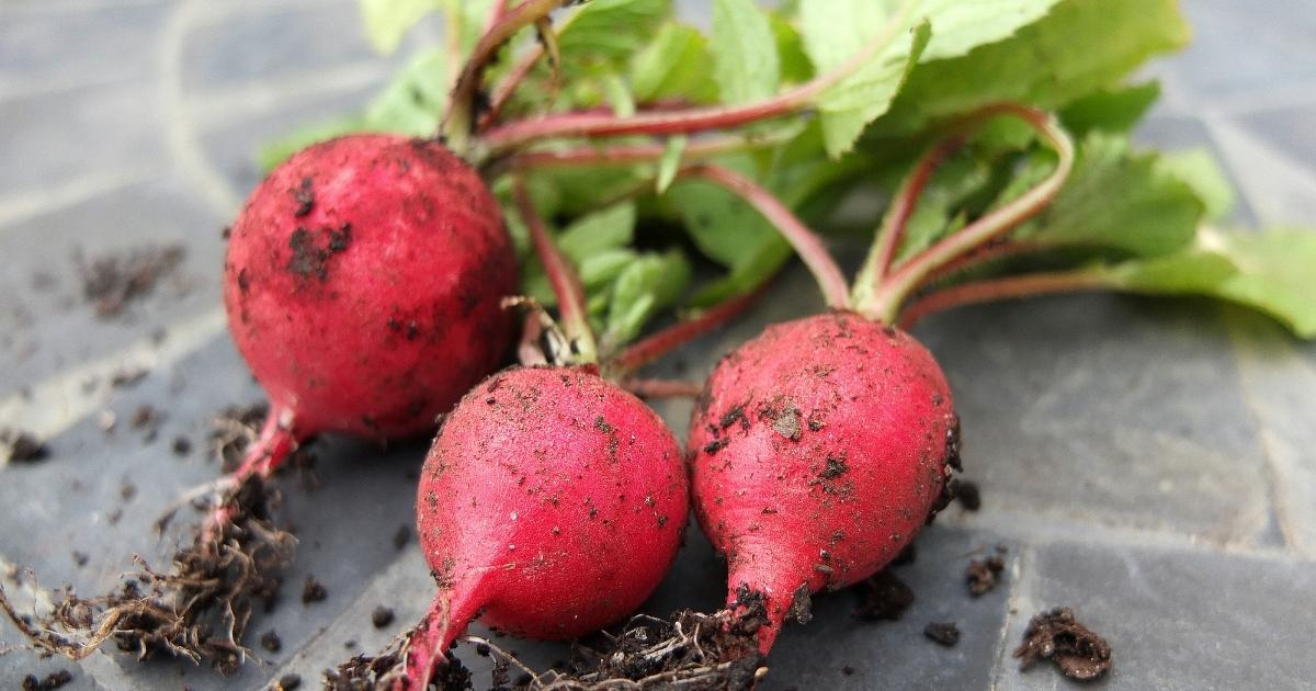 A group of radishes