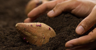 A large sweet potato laying on the dirt