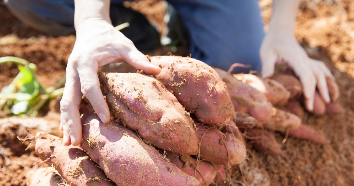 A gardener harvesting sweet potatoes in fall