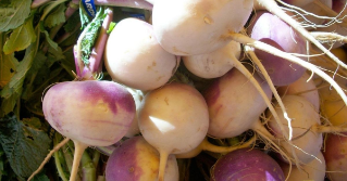 A large bunch of picked turnips