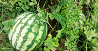 A large watermelon on the vine in a garden