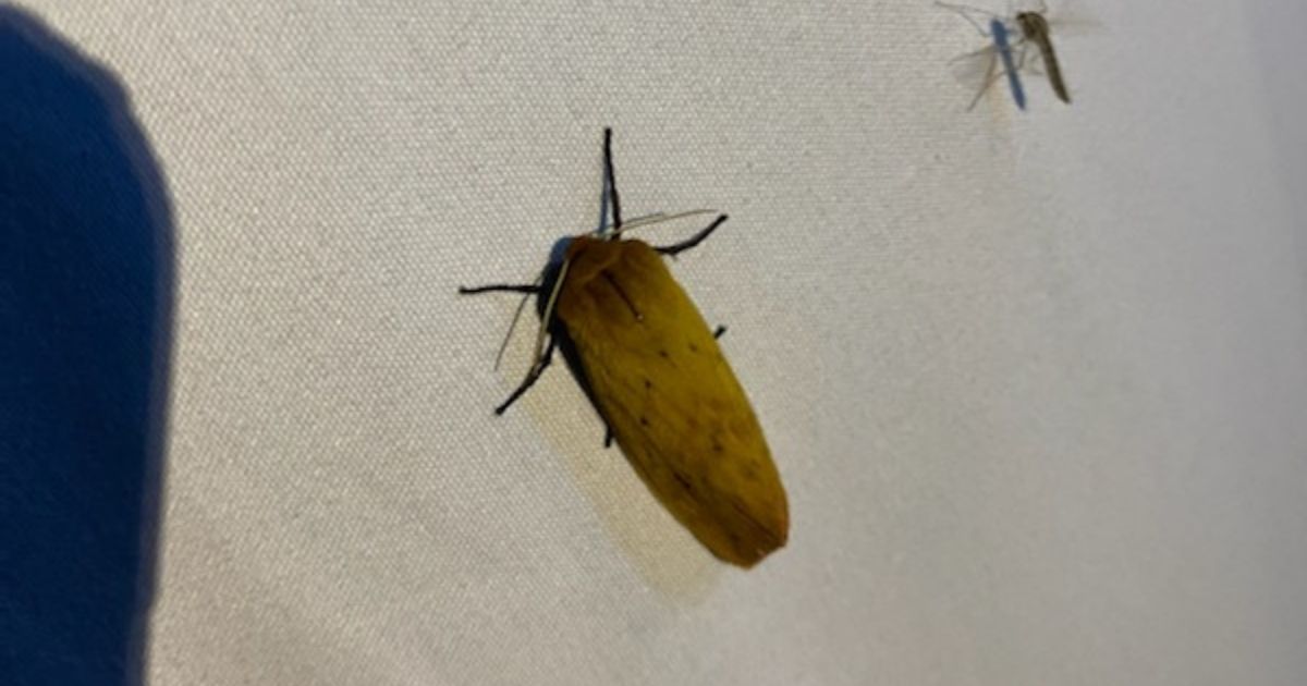 An insect identified by the master naturalists