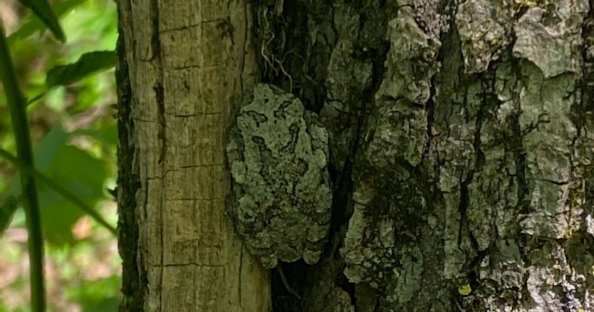 A toad on a tree