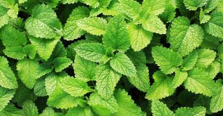 Mint plants shown from the top