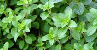 A close up view of an oregano plant