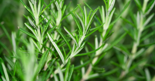 A close view of rosemary