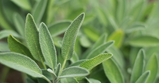 A close view of sage leaves