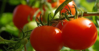 A close view of slicer tomatoes