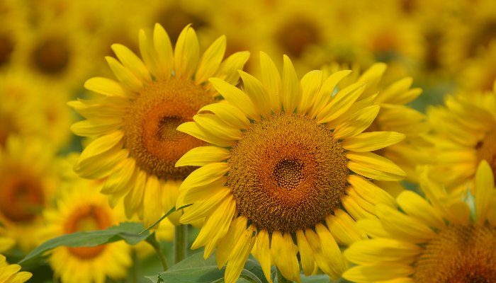 Gardening Workshops Near Me