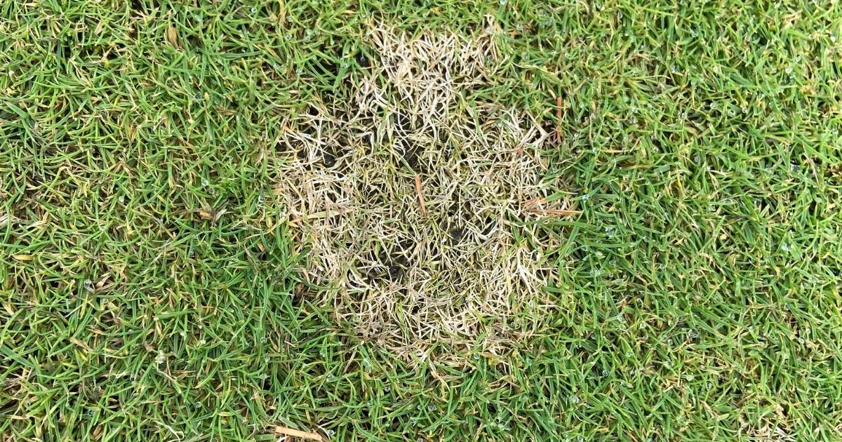 Dollar spot symptoms on a creeping bentgrass putting green