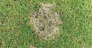 Dollar spot symptoms on a creeping bentgrass putting green