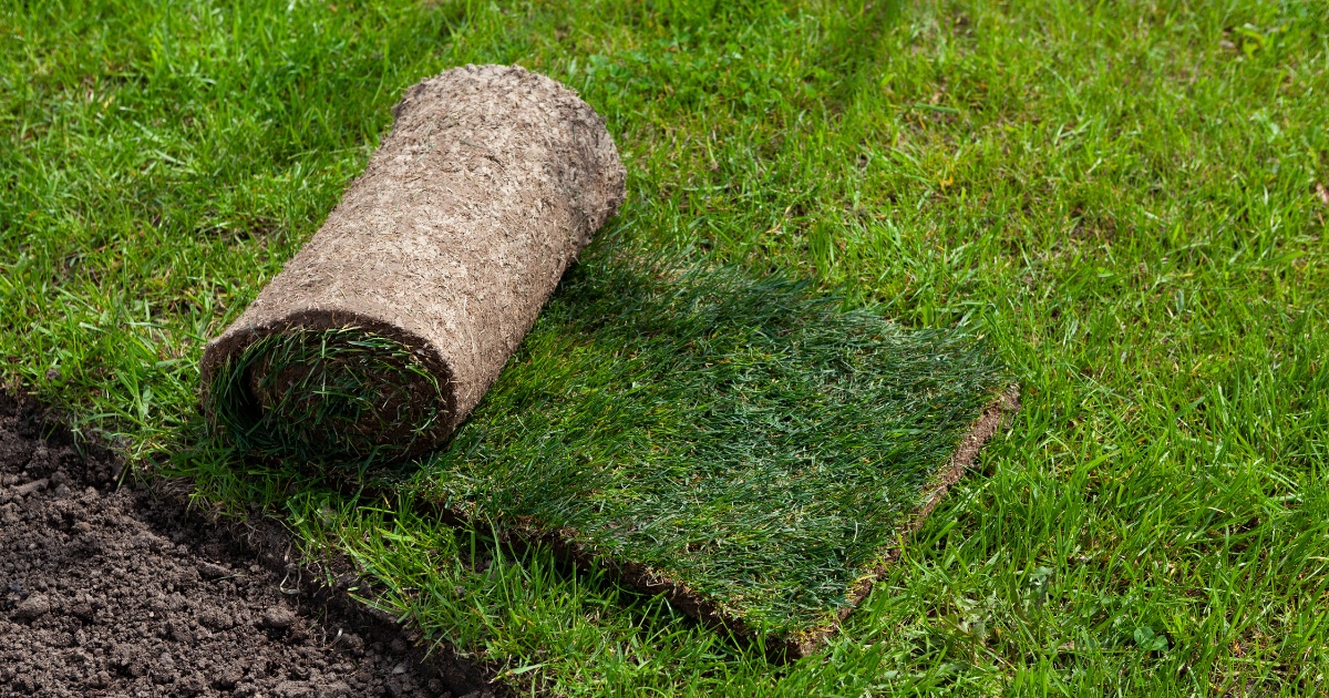 Turfgrass Management | Nutrient Management | Cooperative Extension ...