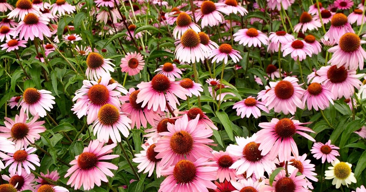 A patch of purple coneflowers