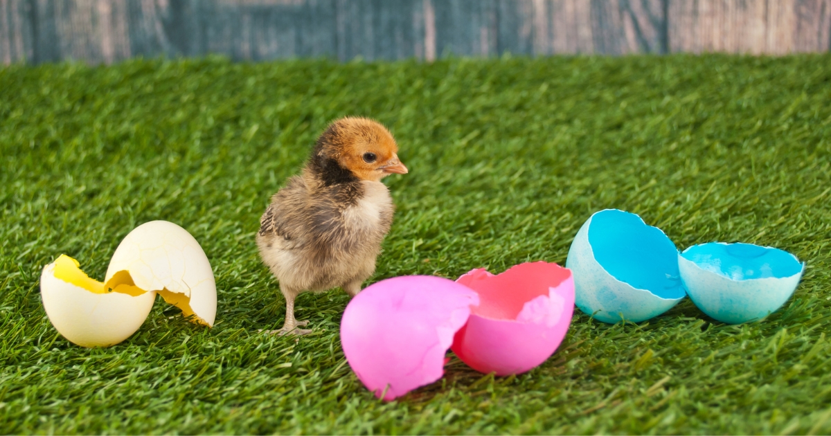 A baby chick on green lawn next to colorful cracked egg shells.