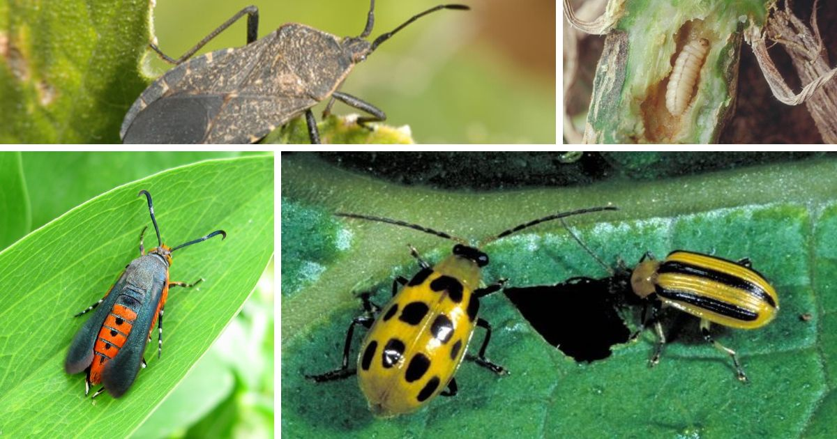A collage of a curcubit pests.