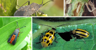 A collage of a curcubit pests.