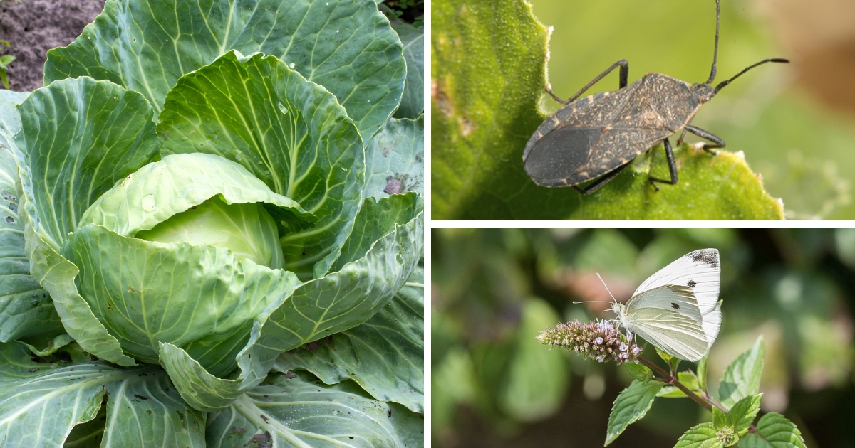 A collage including a cabbage, a white butterfly and a brown insect.