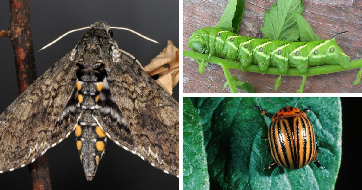 A collage of a Solanaceous plant pests.